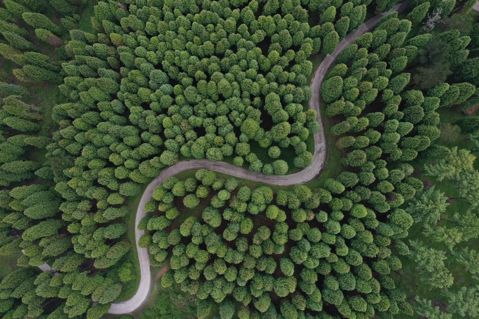 Camino sinuoso entre los árboles de un bosque