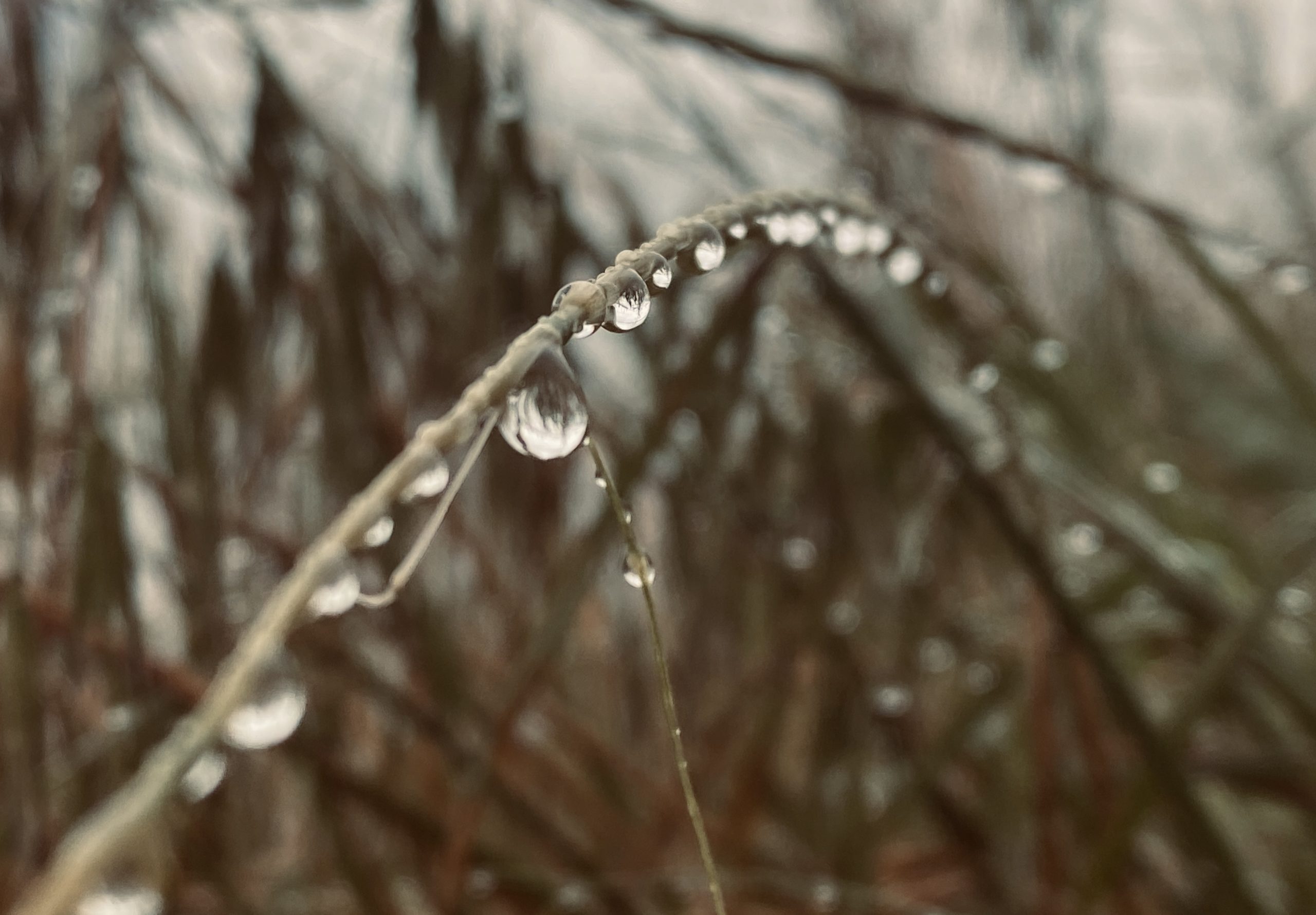 Gotas de agua sobre una rama